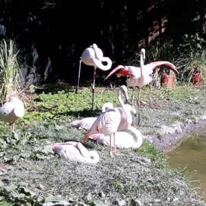 Flamingod Tallinna zoos